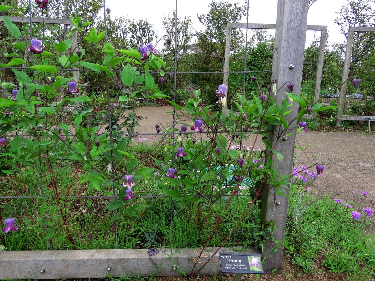 かほりの君  他より一回り以上大きく 目立つ花