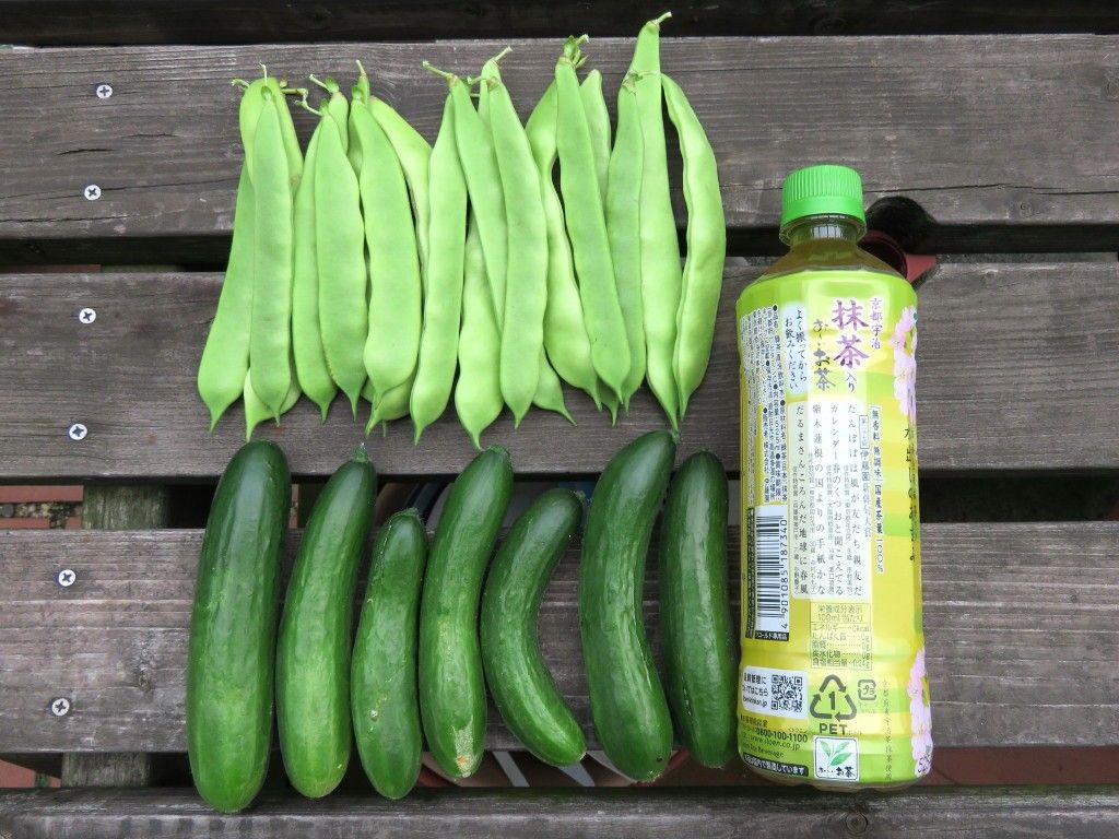 平サヤインゲン・ミニキュウリ 野菜にとっては良い季節なんでしょうね。 気温も上がり