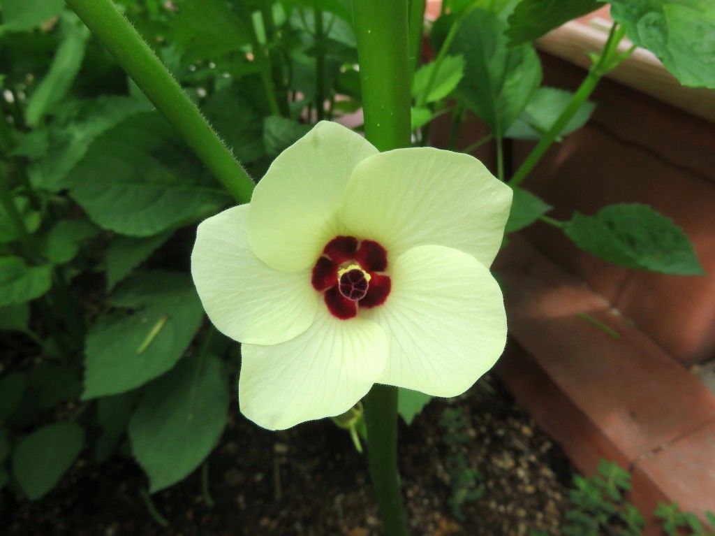 オクラ オクラの花が咲きました。 とても綺麗な花です。