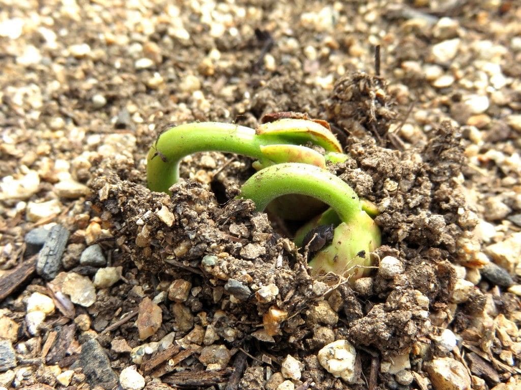 インゲン（平さやインゲン）が土を持ち上げています。