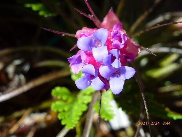 チランジア 紫色の花が可愛い～