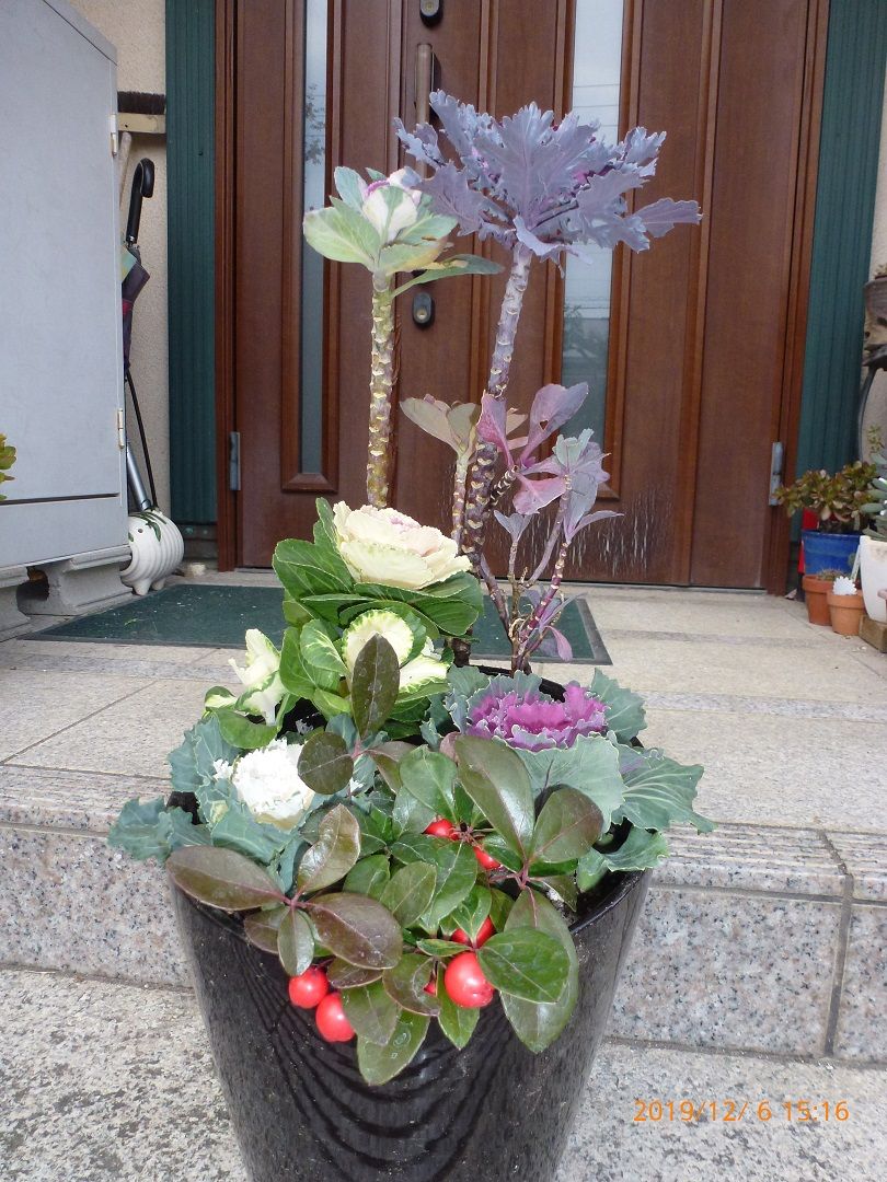 昨年の葉牡丹と 今年の葉牡丹の寄せ植え