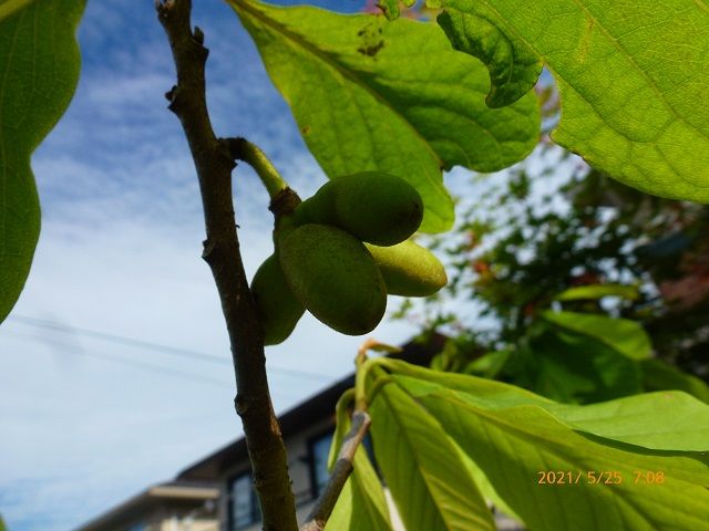 ポポーの写真 by くろべー  ポポー  植えてから二十年近く  初めての果実 色ずくまで