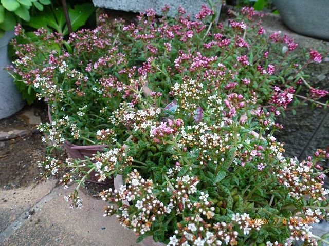 クーベリー 鉢植えです 小花が一杯可愛い～す。