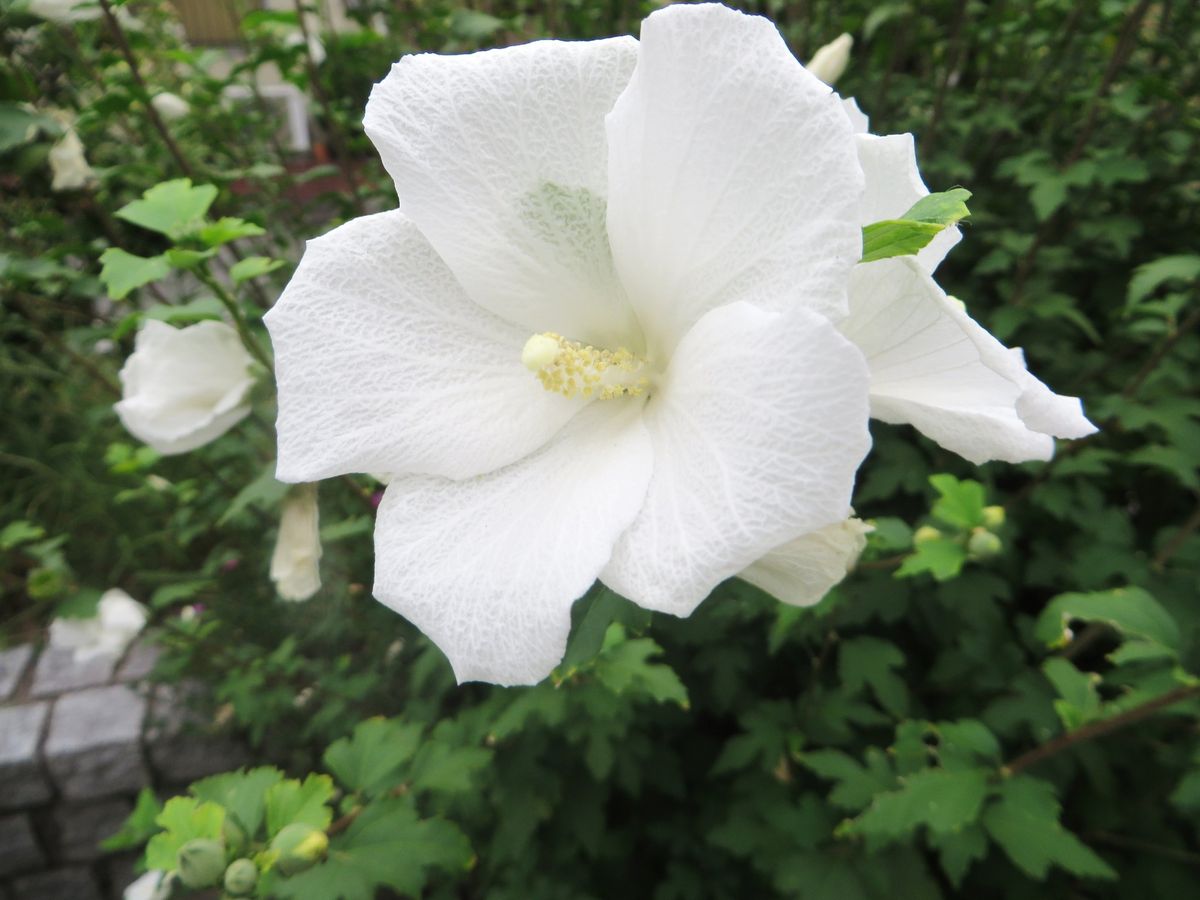  芙蓉（白） 満開でした。 大輪のスイフヨウは近所の家にあり見かけますが、白も清楚