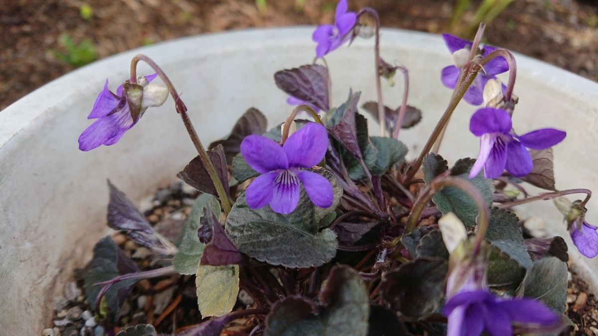 黒スミレ。紫色の可憐なお花が気に入ってます。