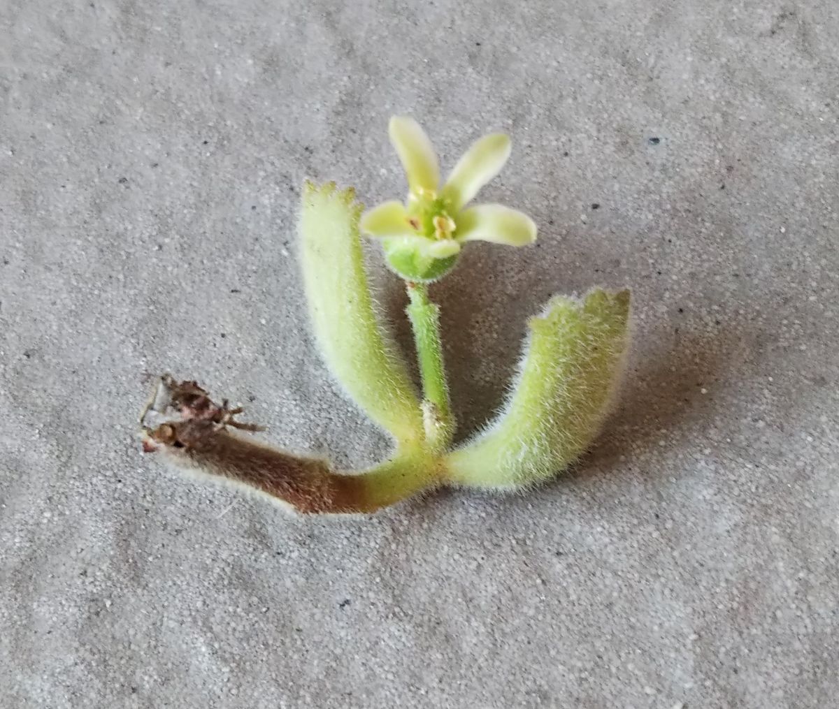 あ～～～！ 熊童子のお花が咲いてるけど折れてるー😱