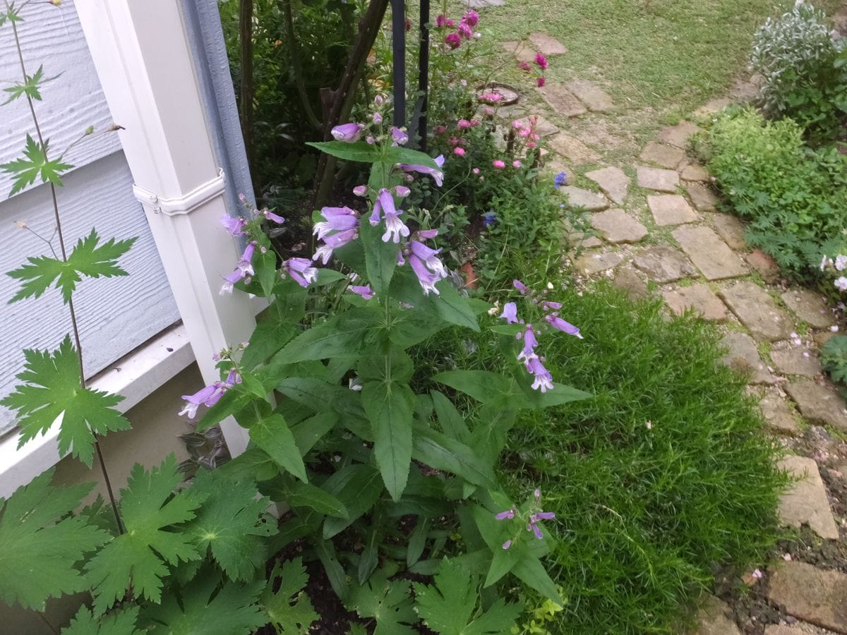 ペンステモン スモーリー です。 昨秋ポット苗を植えました。 暑さにも比較的強いと、