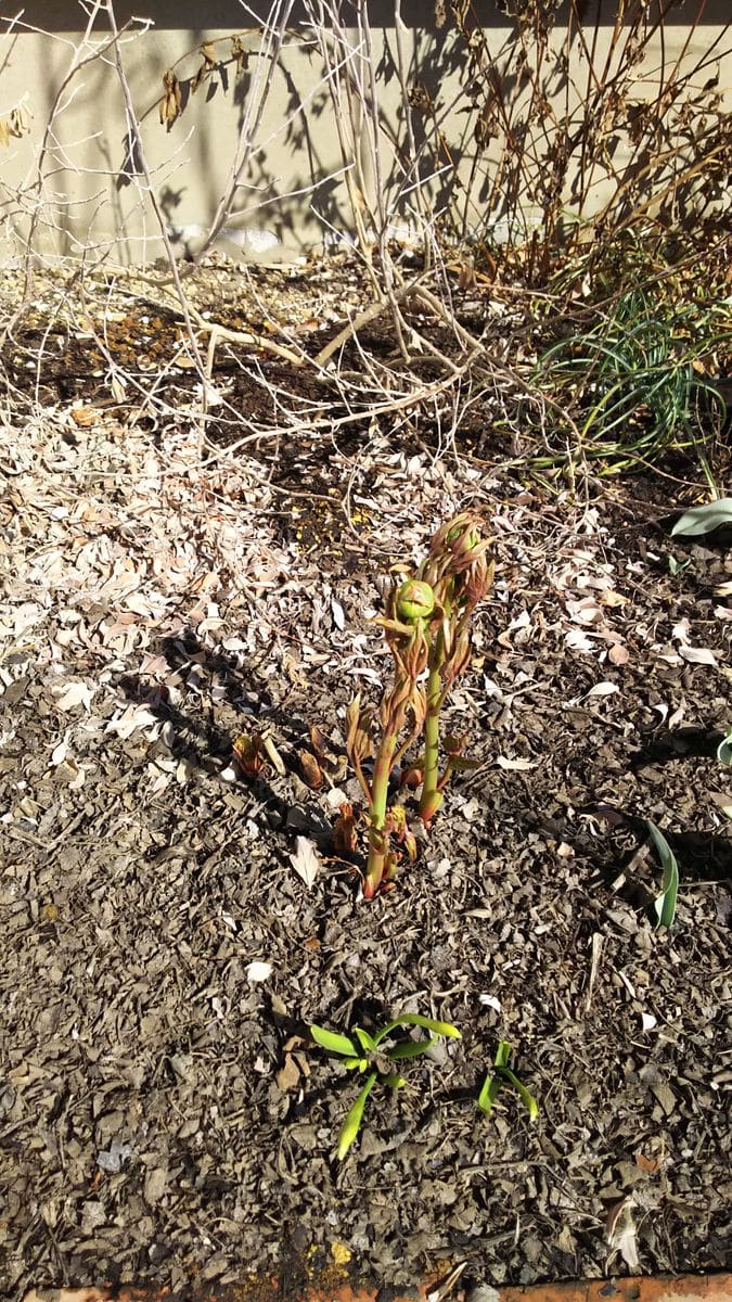 ニョキニョキ伸びる芍薬