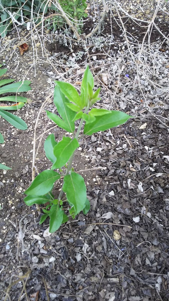 セイヨウニンジンボクも順調に茎葉を伸ばして来ています