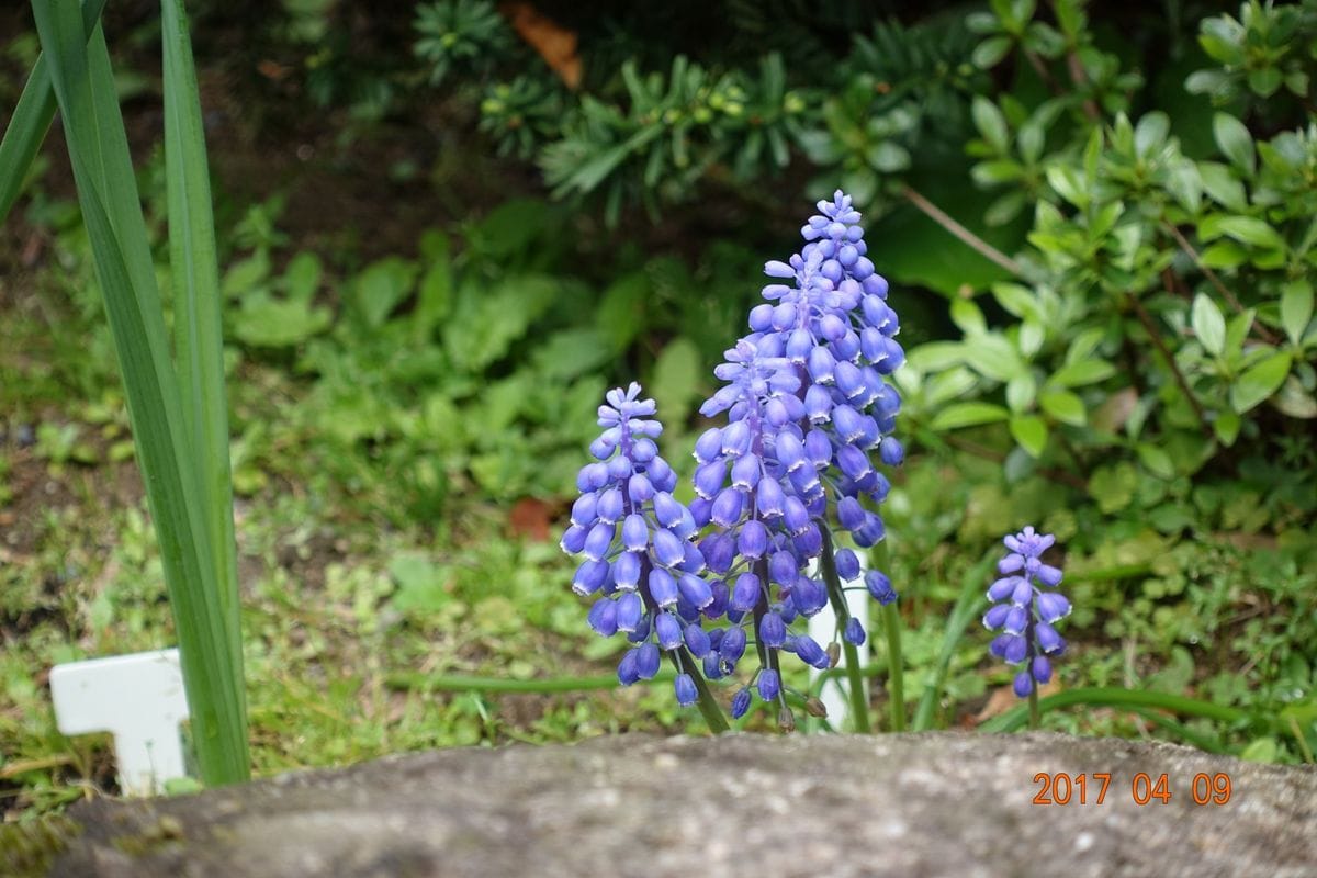 ムスカリの写真 by namataka 初めてムスカリを植えました。初期はヘロヘロの葉っぱだ