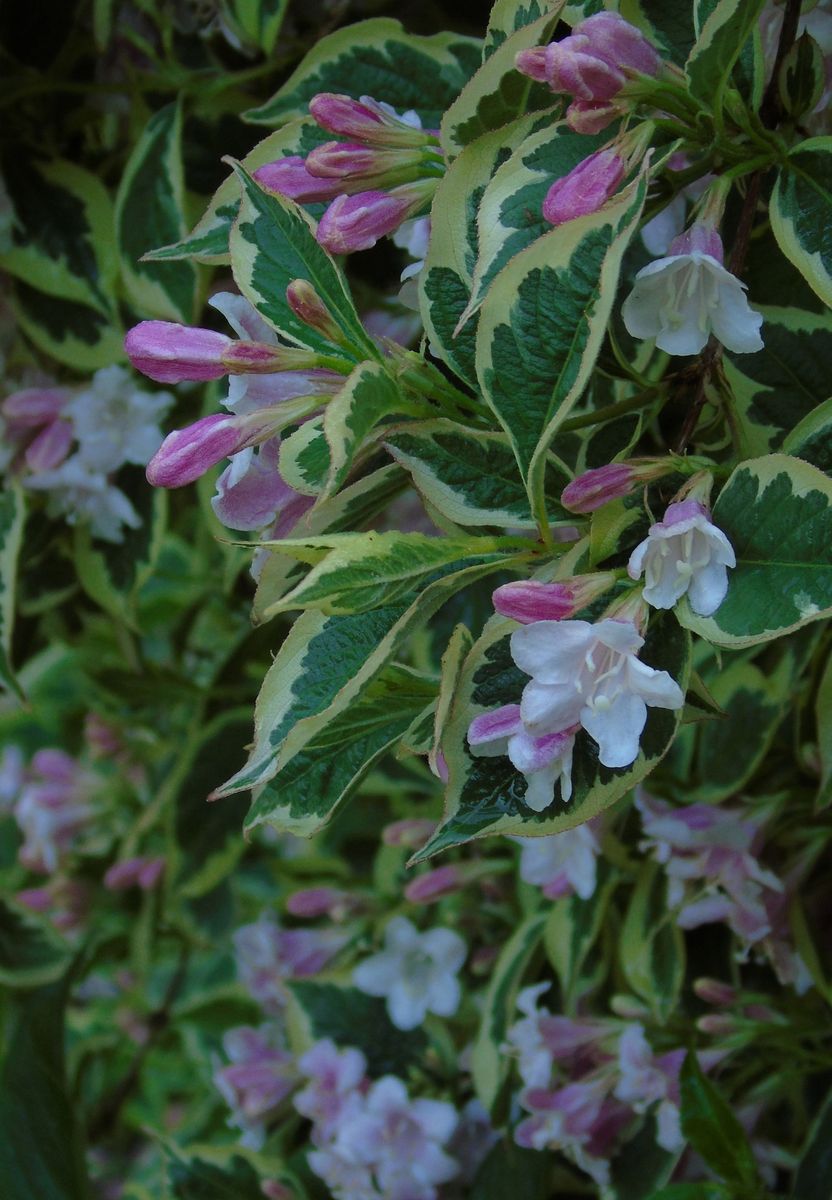 タニウツギの写真 by きゅー タニウツギ、Weigela Florida Variegata。  3メートルを