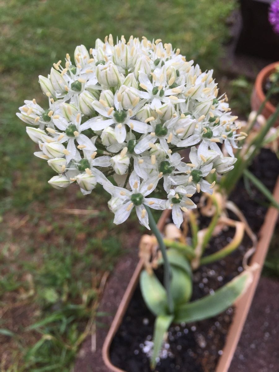 なんていう花かしら...植えた球根の名前を忘れてしまった。