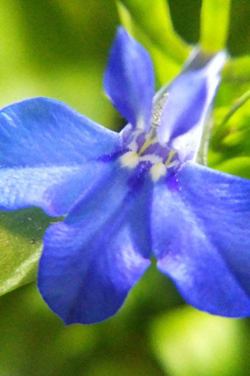 ロベリアの写真 by ぴー子 種蒔きからのロベリア咲いた(´V`)♪  濃いブルー、とても綺