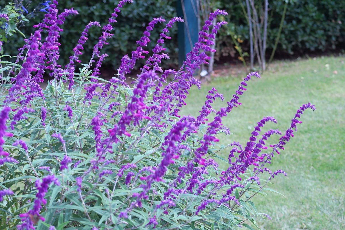 アメジストセージ 紫モフモフ感 花散歩 のアルバム みんなの趣味の園芸