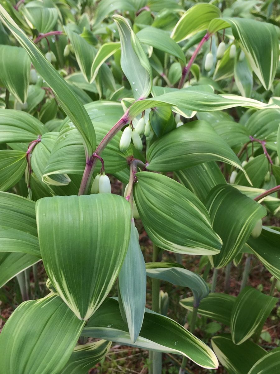 ナルコユリが葉を茂らせて、可愛い花をつけています。