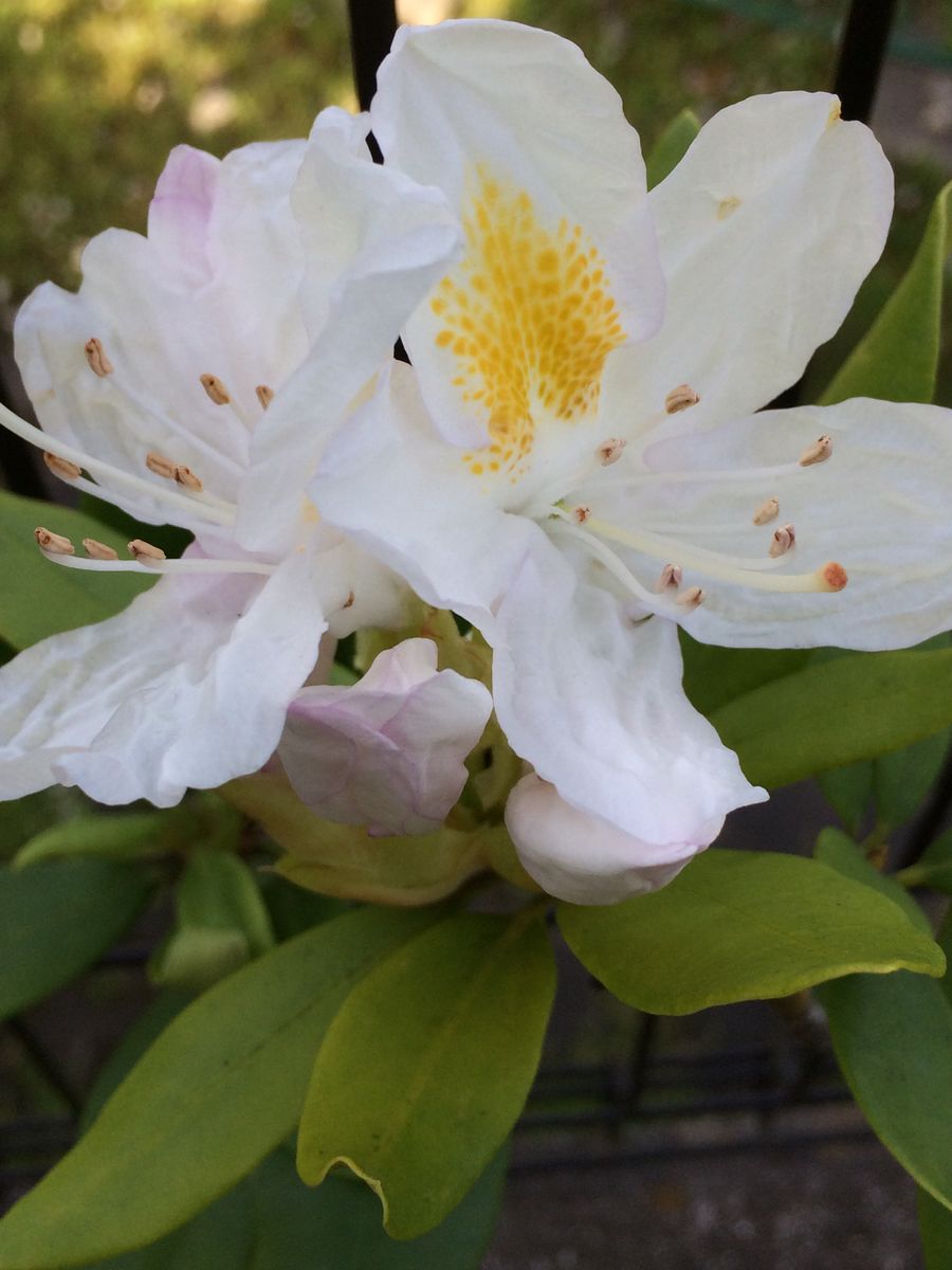 シャクナゲ 花芽はたったひとつですが、きれいに咲き始めました。 西日の当たる場所に