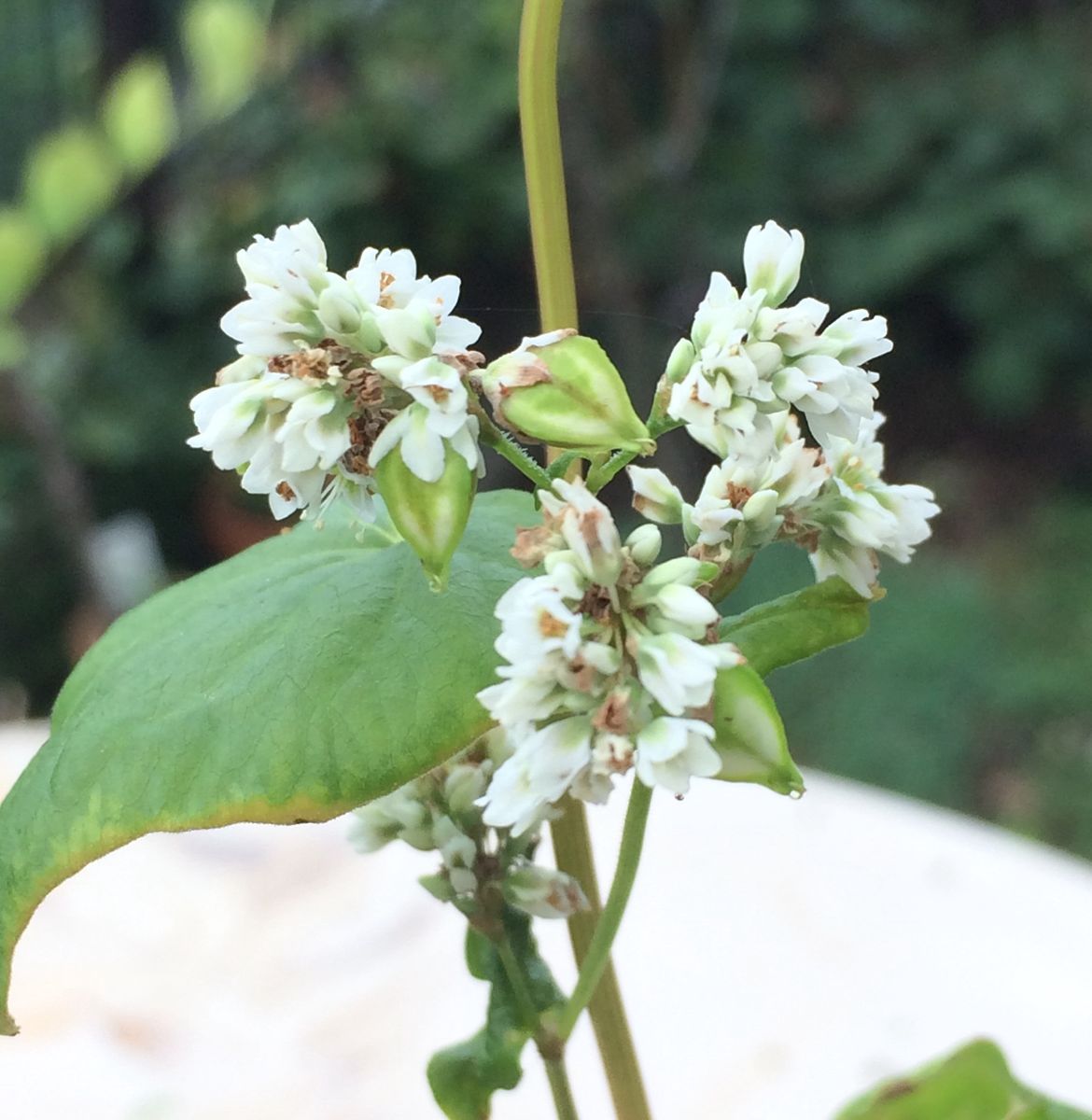 蕎麦の花と実  小さなポットの中でも、元気。  6/5  発芽 7/8  開花