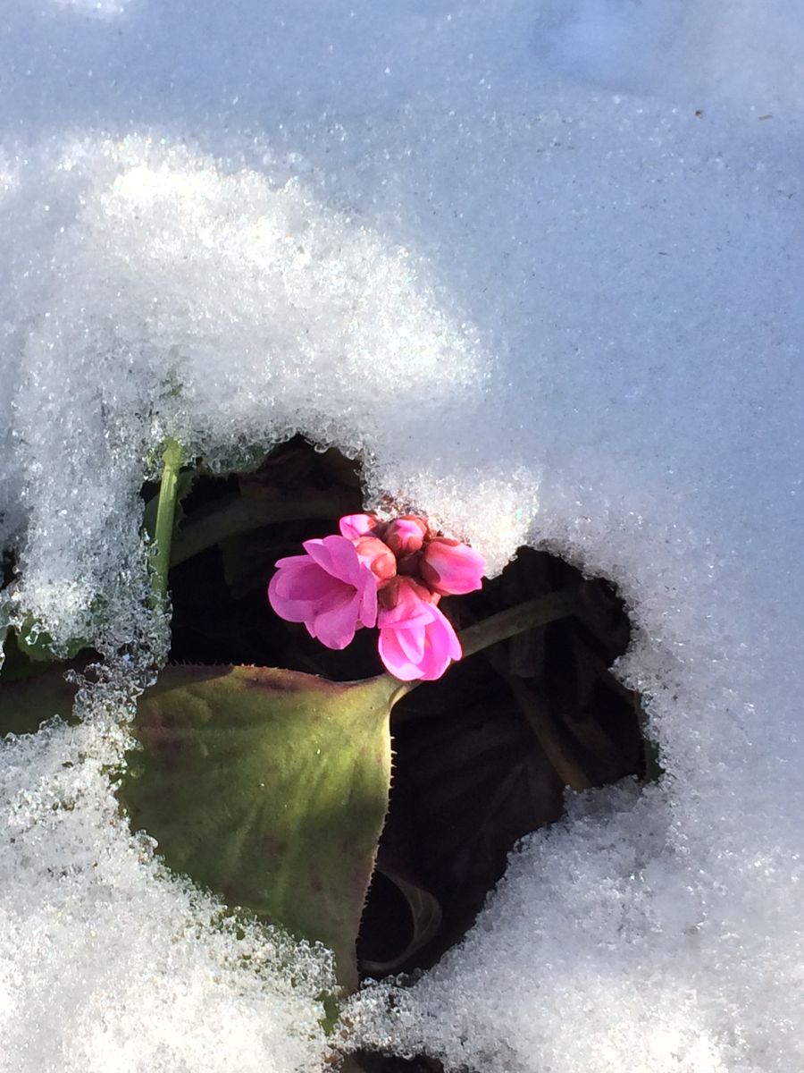 ヒマラヤユキノシタが雪の中から顔を出しました。 雪かきをしていないところは、まだ