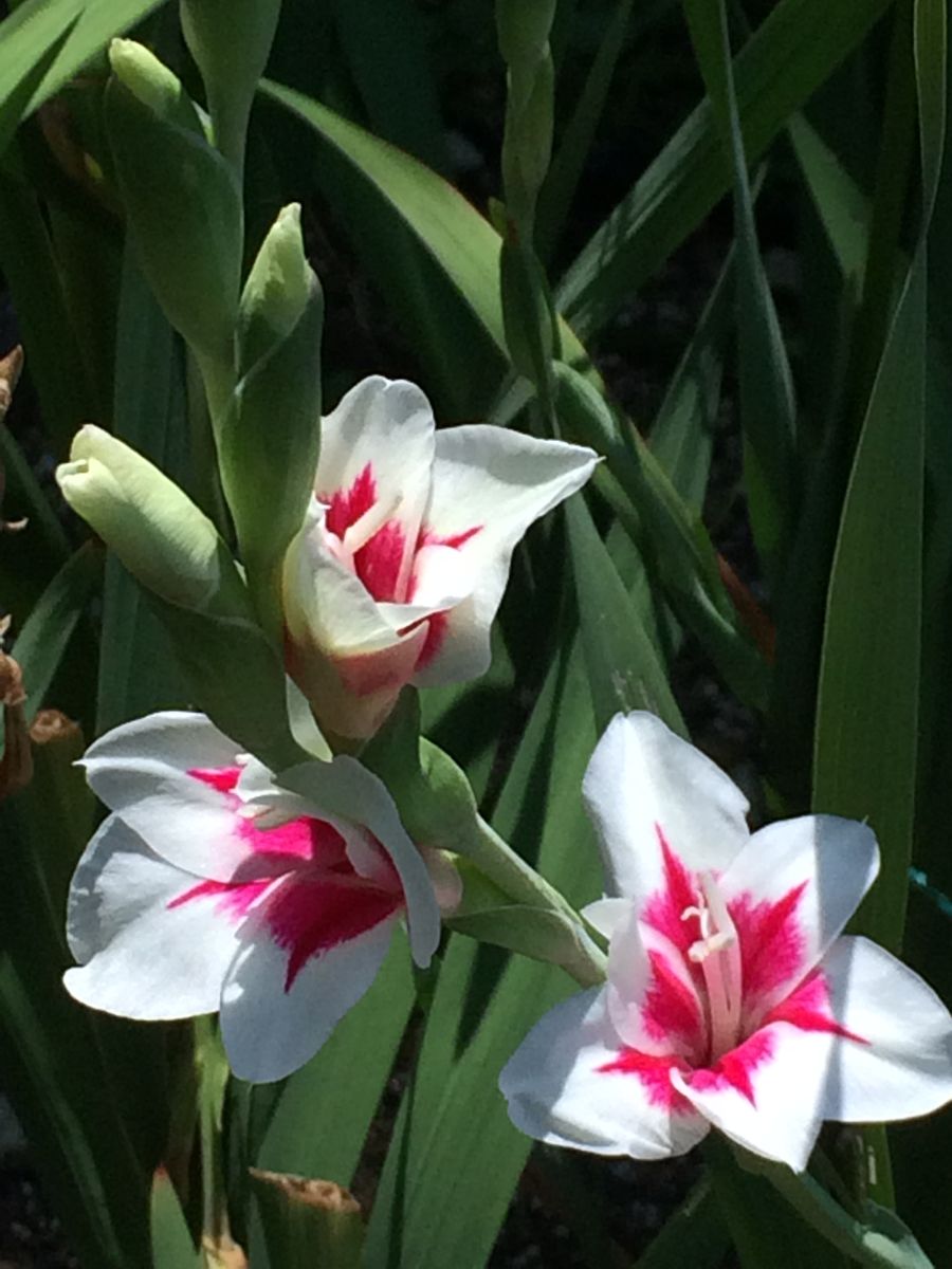 グラジオラス  祝典  最後の花は少し大きめに華やかに咲いています。 台風によく耐え