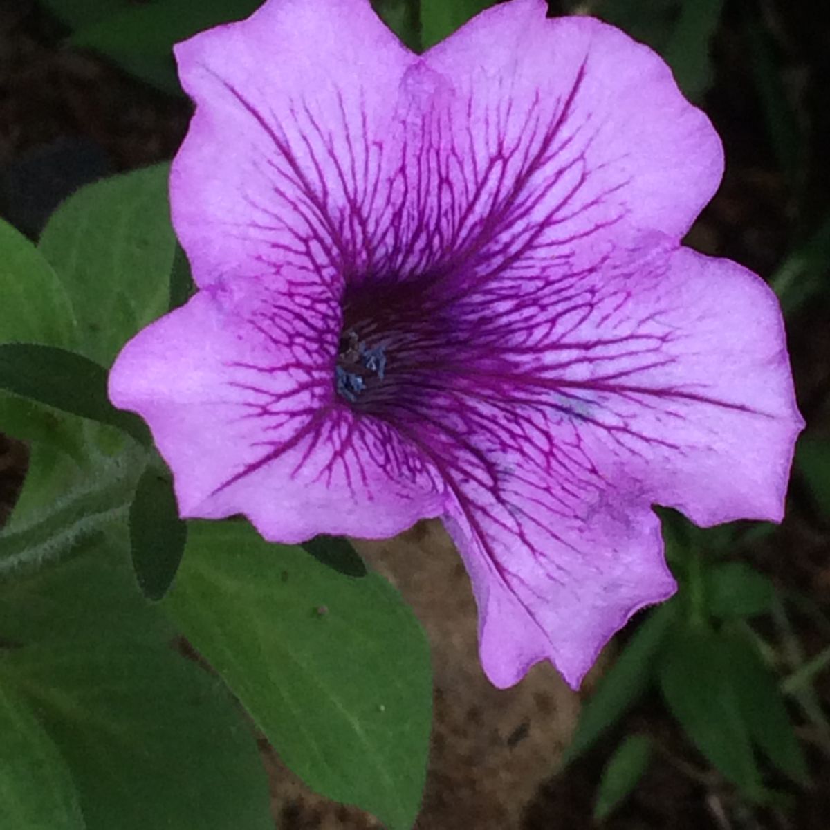 ペチュニア  零れ種から 種まきしたのは芽を出さず、思いがけないところに咲いていま