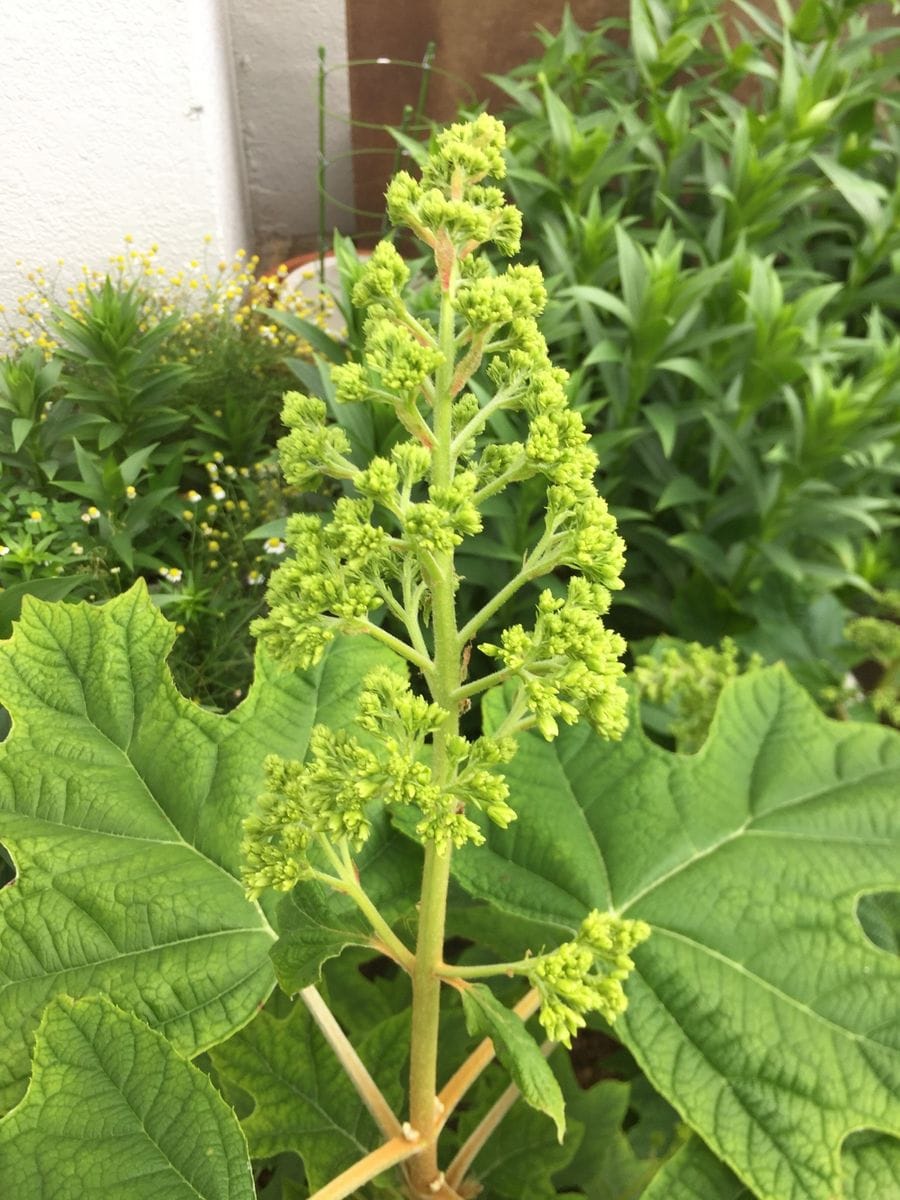 柏葉アジサイ ハーモニーです。 モコモコの花が待ち遠しい…