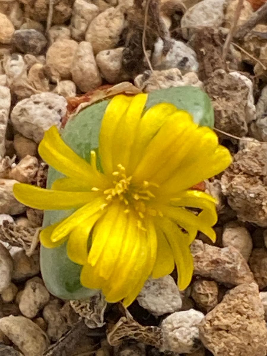 コノフィツム君  いつの間にか花が咲いていました。 初花です( ◠‿◠ )