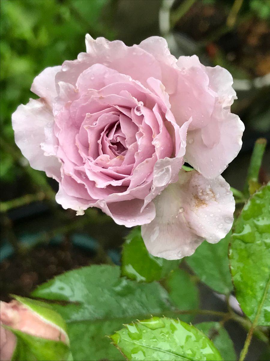 2019年7月17日  リベルラ、ちっちゃく咲きました😂 雨粒、キラキラ💦