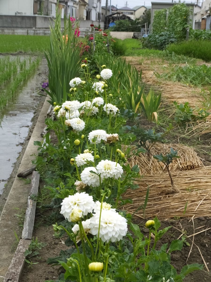 ダリア 白の中輪で 母が植えていたも チエちゃんの花畑 のアルバム みんなの趣味の園芸