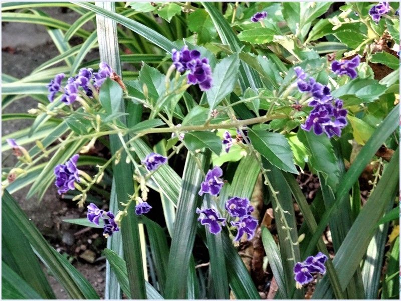 デュランタの写真 by ロッキー デュランタの小さい紫の花が、庭先緑の葉に囲まれ引き