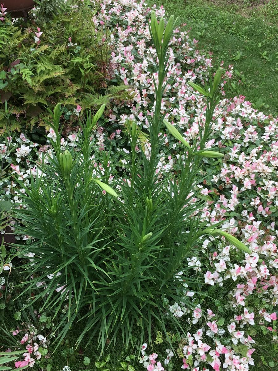 タカサゴユリの蕾。 今年は蕾が膨らむのが、早く気がします。