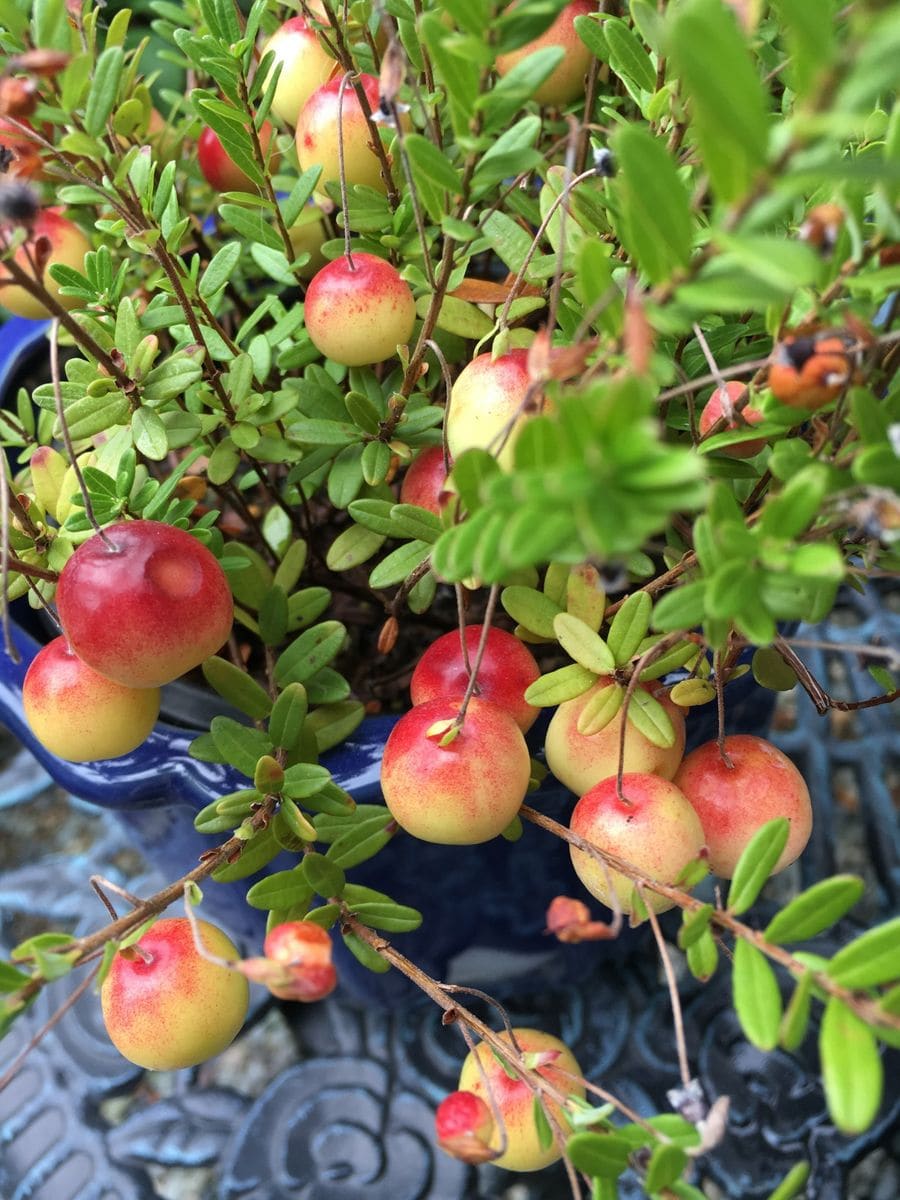 ちょっと元気のない クランベリー(ツルコケモモ)🍎