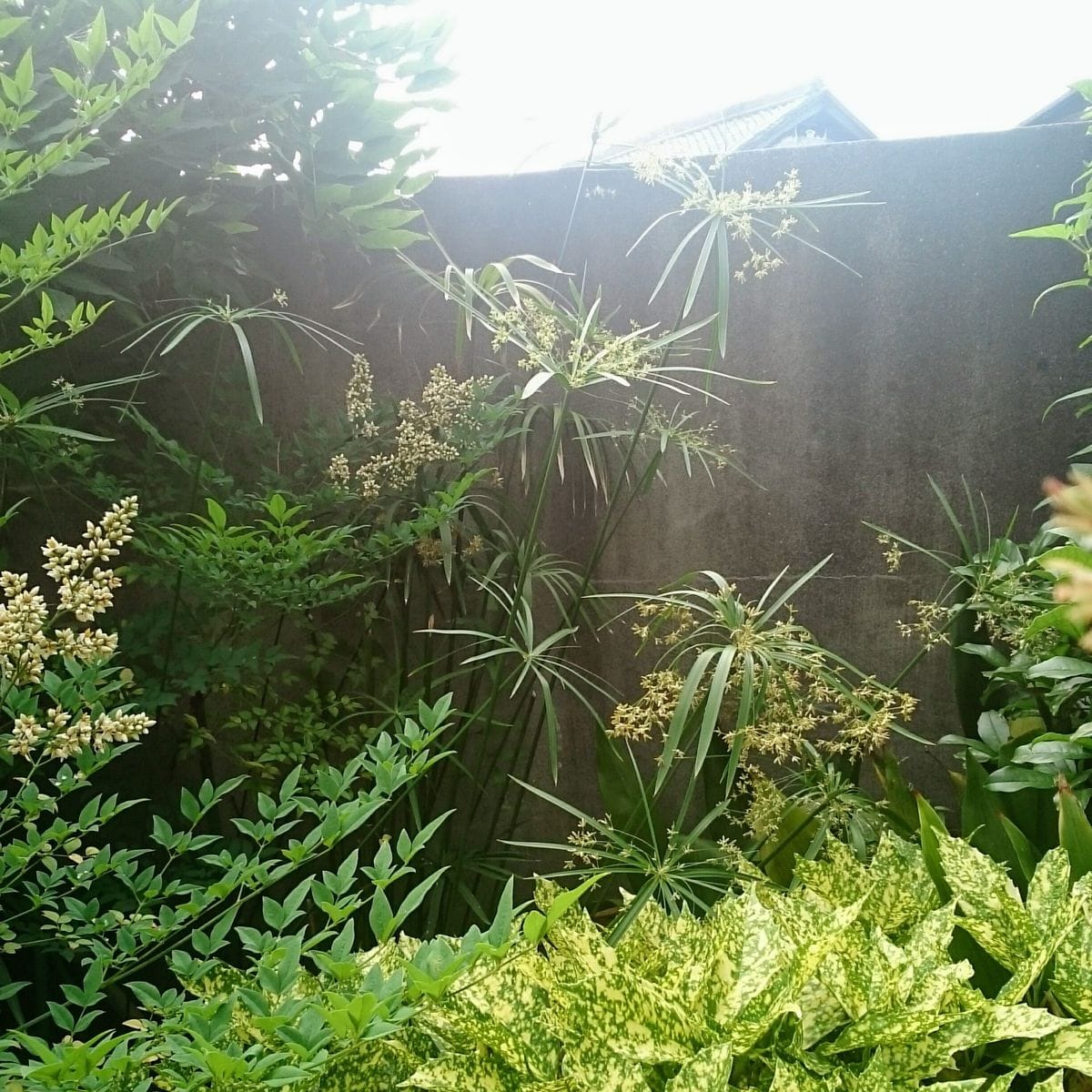 シペラスの写真 by mihostyle 巨大化しているカヤツリグサ。 生け花にけっこう使って