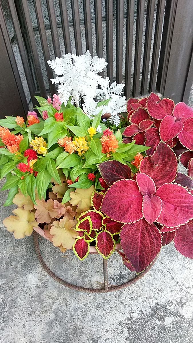 夏の寄せ植えです。  コリウス、ヒューケラ、ケイトウの赤が、夏の元気印です。 シル