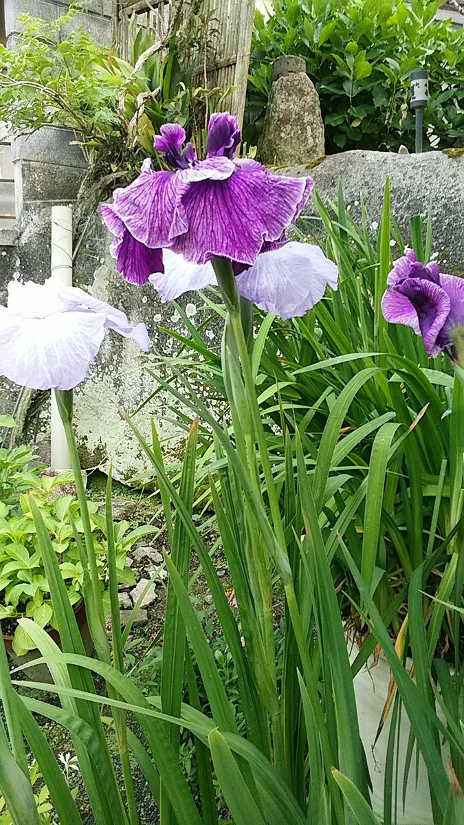 花菖蒲咲きました