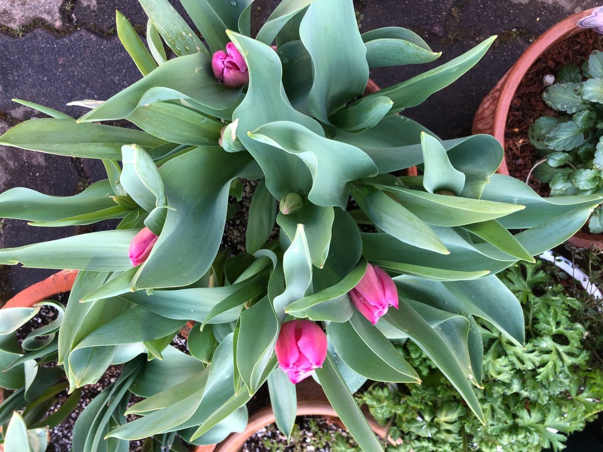 今朝のアイスチューリップ🌷 水をたっぷりあげました 満開は いつになるのかな