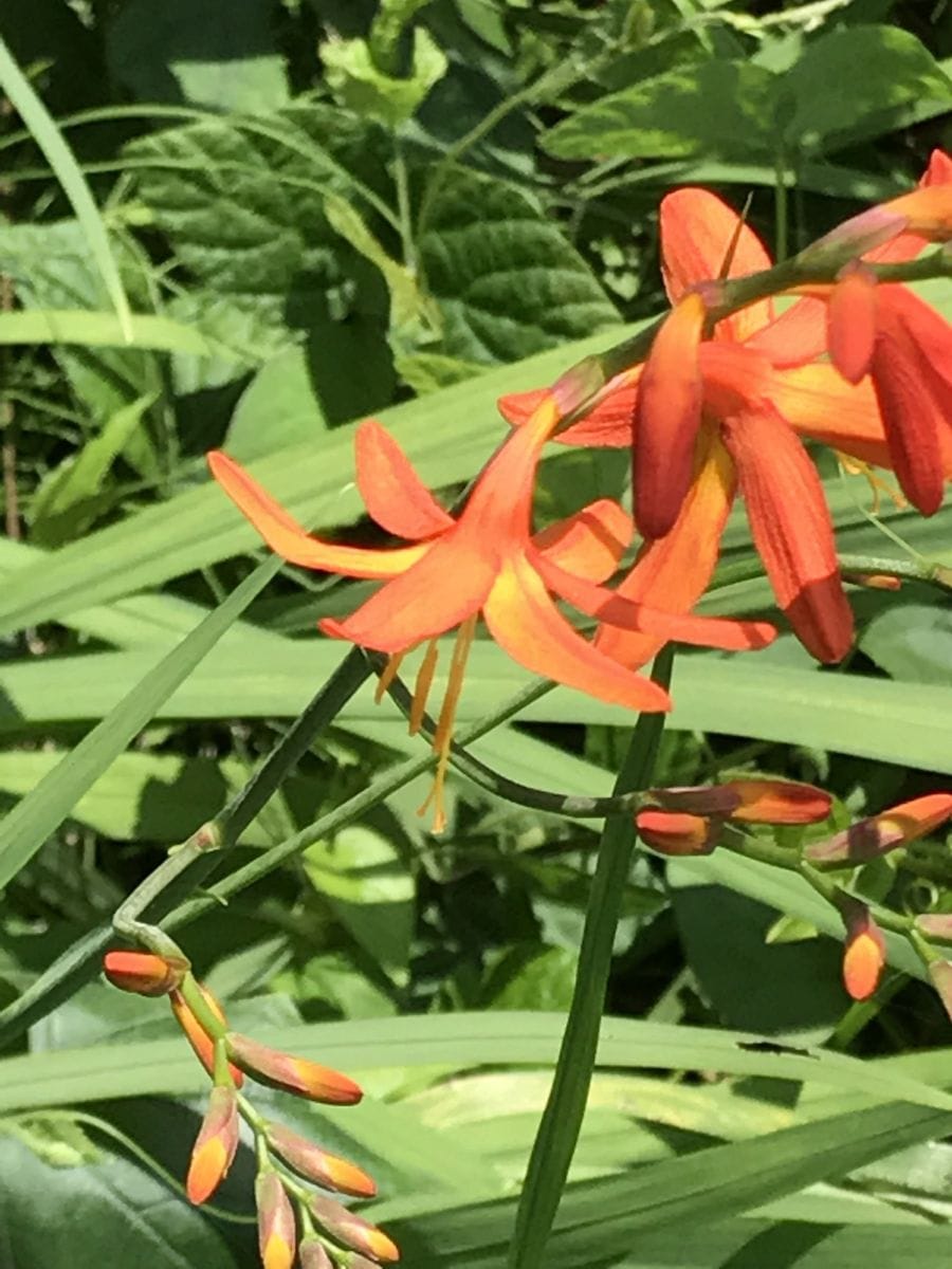 この花が咲くと懐かしさと、🌻 夏になつたなあ〜と実感します。(*^o^*) 🍀ヒオウギズイ