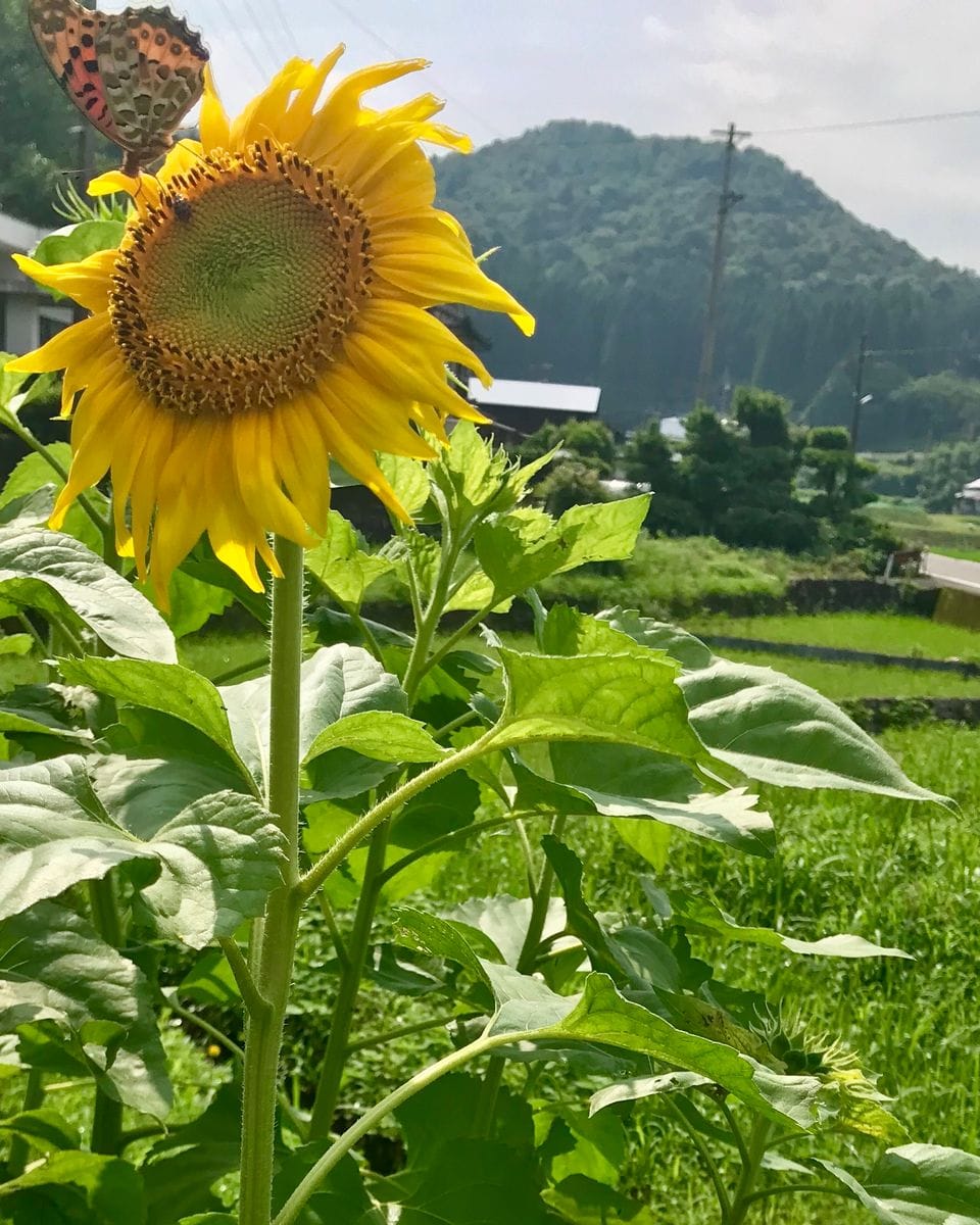 🌻畑のひまわり