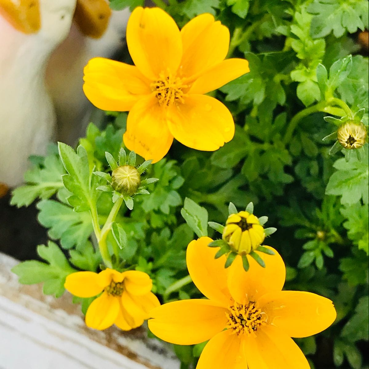 お招きしたビデンス 鮮やかです🌼