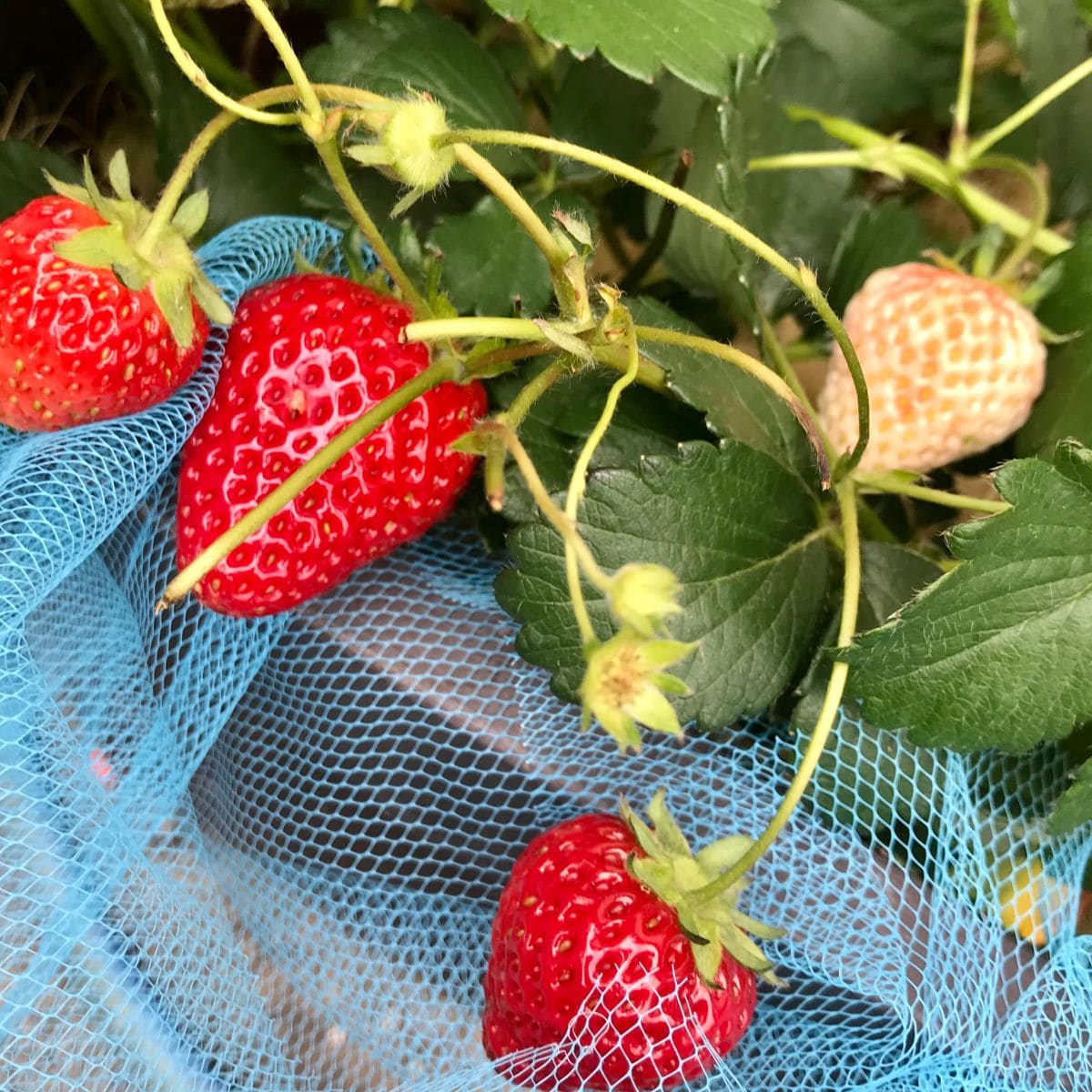 ２回目の収穫間近の🍓イチゴ🍓