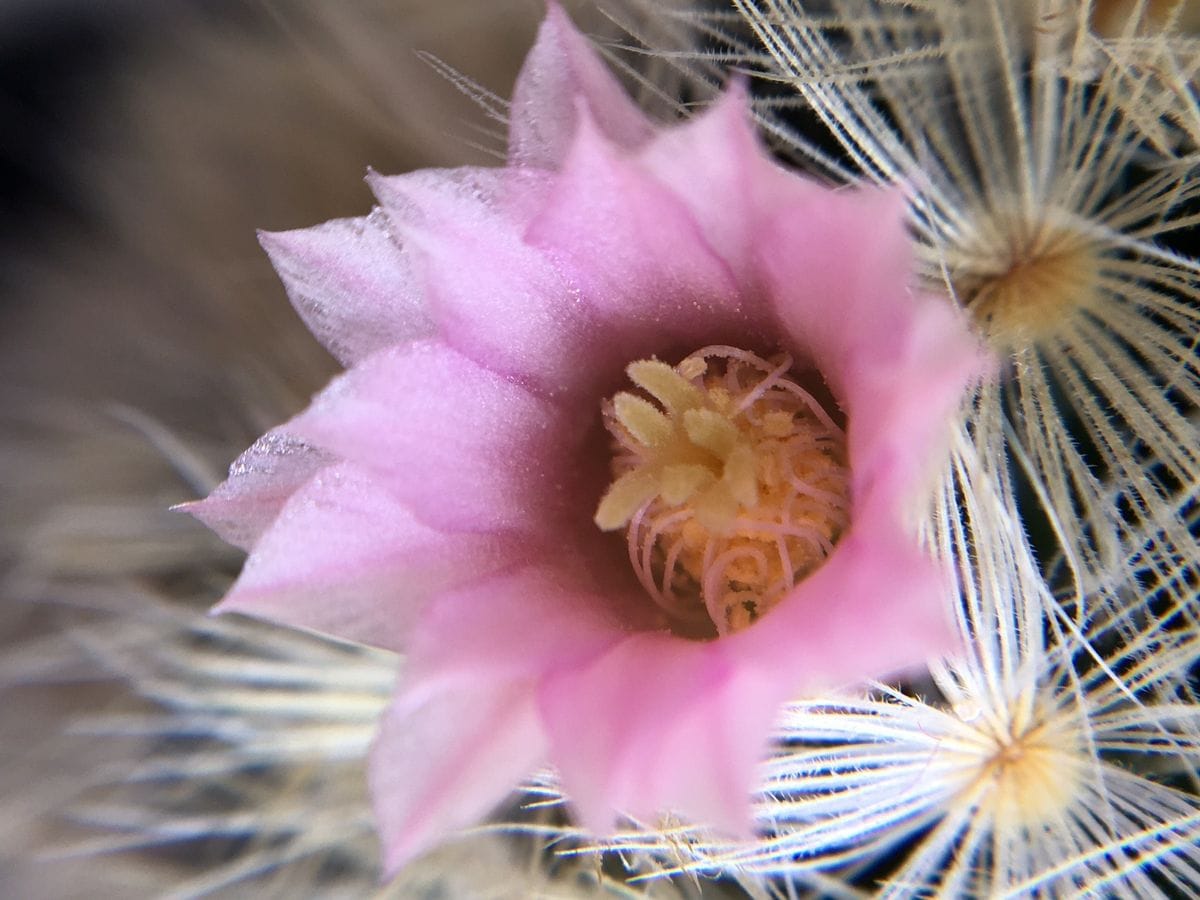 マミラリア カルメナエのお花は直径5ミリほどの小さな小さなお花です♪