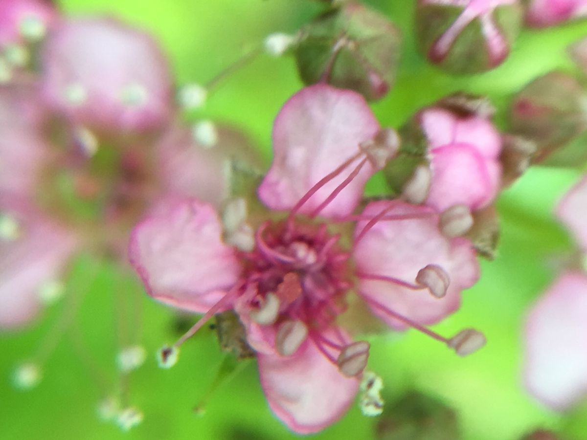 シモツケ ライムマウンドのお花