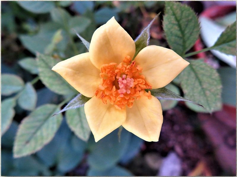 星の形をした小さな花...黄色く咲いたミニバラの花