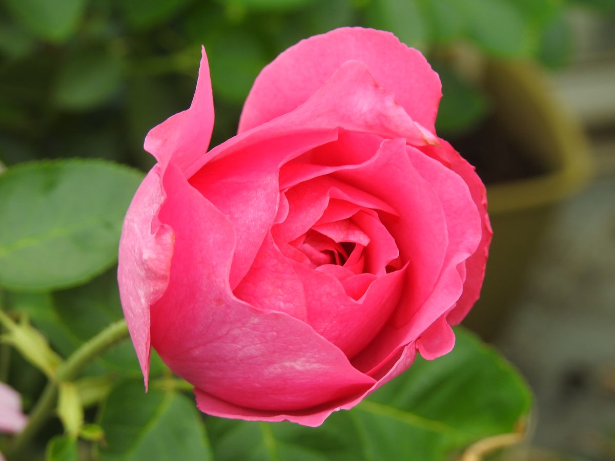 イブピアッチェ また咲きそうです。 香りがとても良く素晴らしい薔薇です。