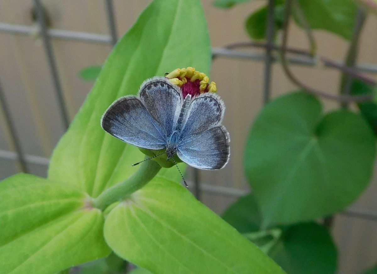 百日草の蕾に綺麗な色のシジミ蝶が