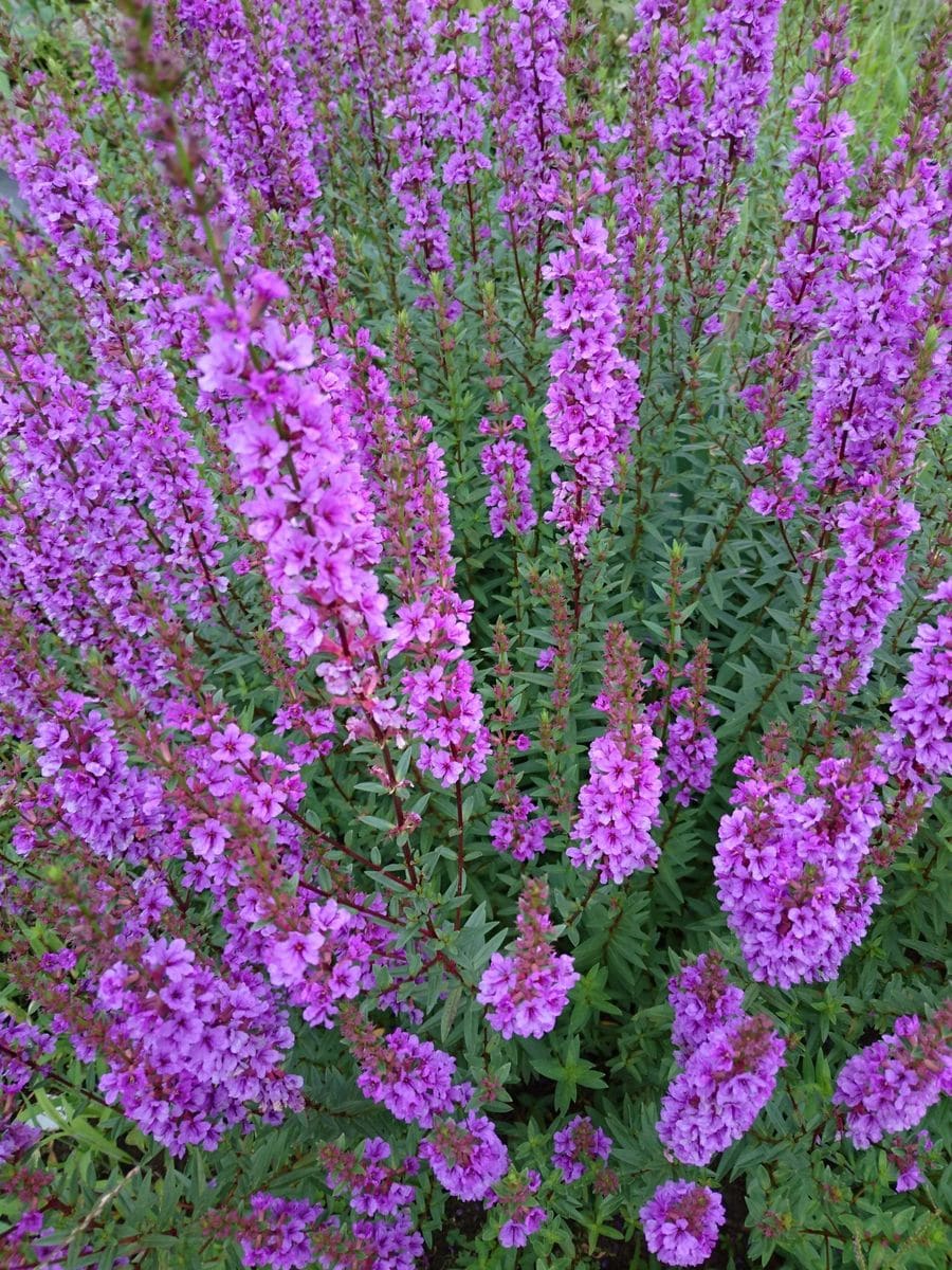 ミソハギ紫の小さい花が順々に咲きます 17６月 １０月 のアルバム みんなの趣味の園芸