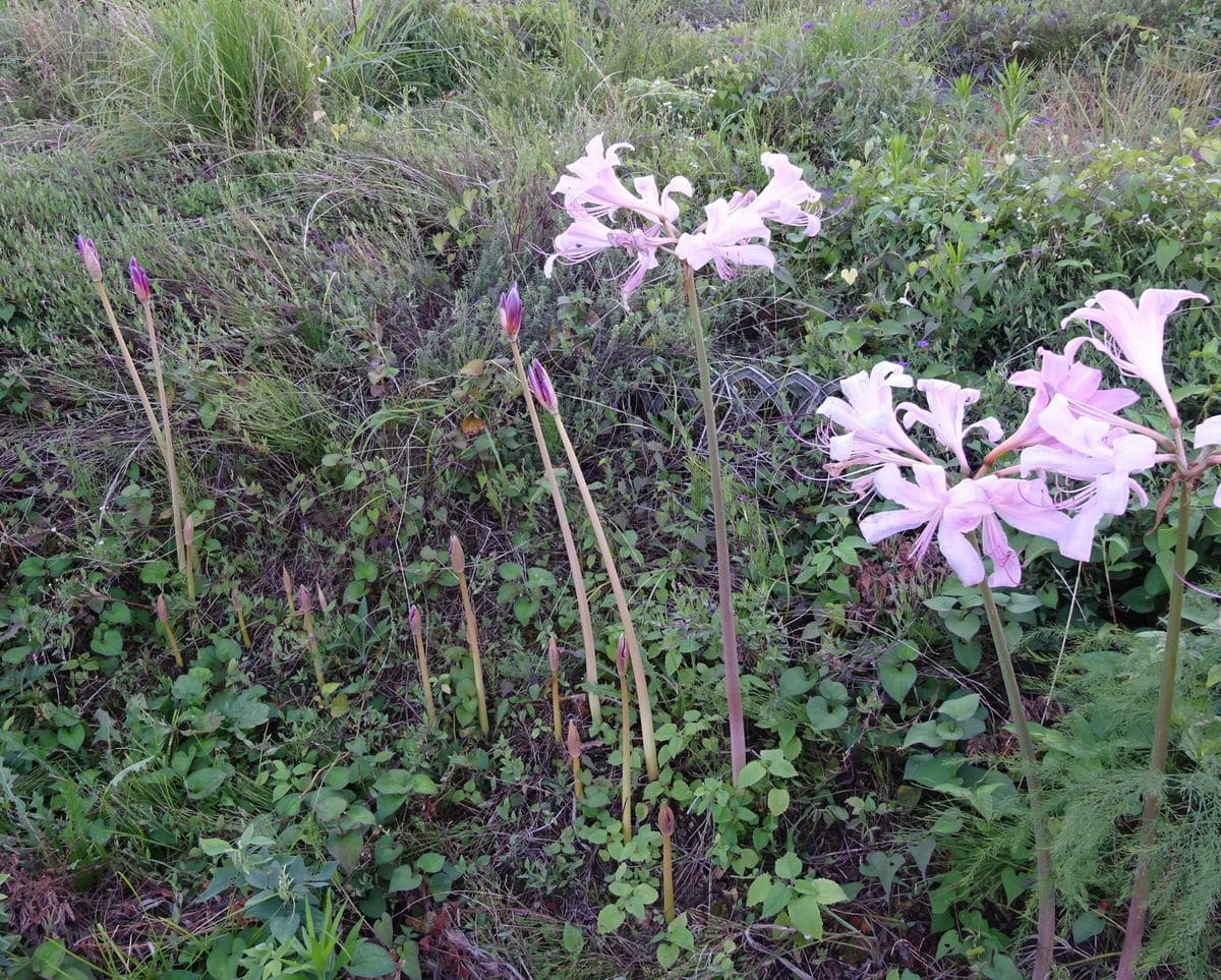 畑の斜面のリコリス・スクアミゲラ。 右の方だけ、咲いています。 ８月１７日。
