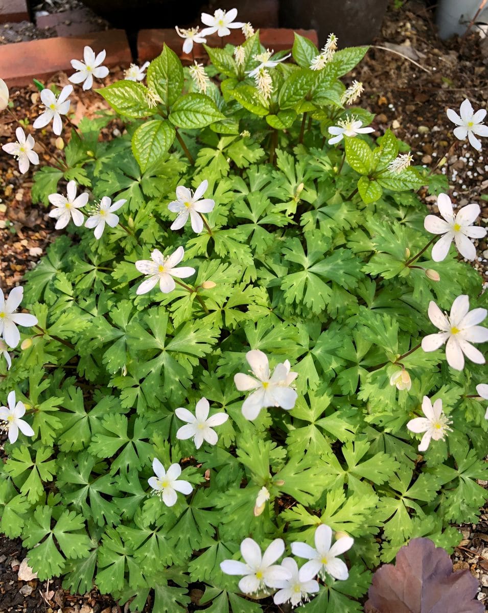 大輪ニリンソウ  学名	Anemone flaccida タイプ	キンポウゲ科の耐寒性多年草