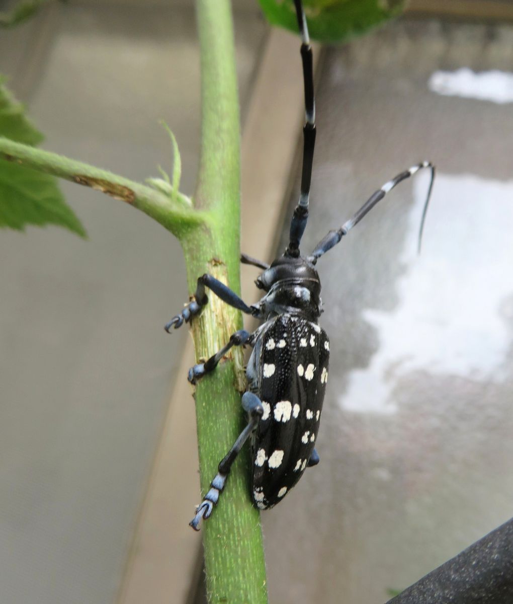  ゴマダラカミキリ ブラックベリーの木の幹を食べていました。 害虫だそうですが、今