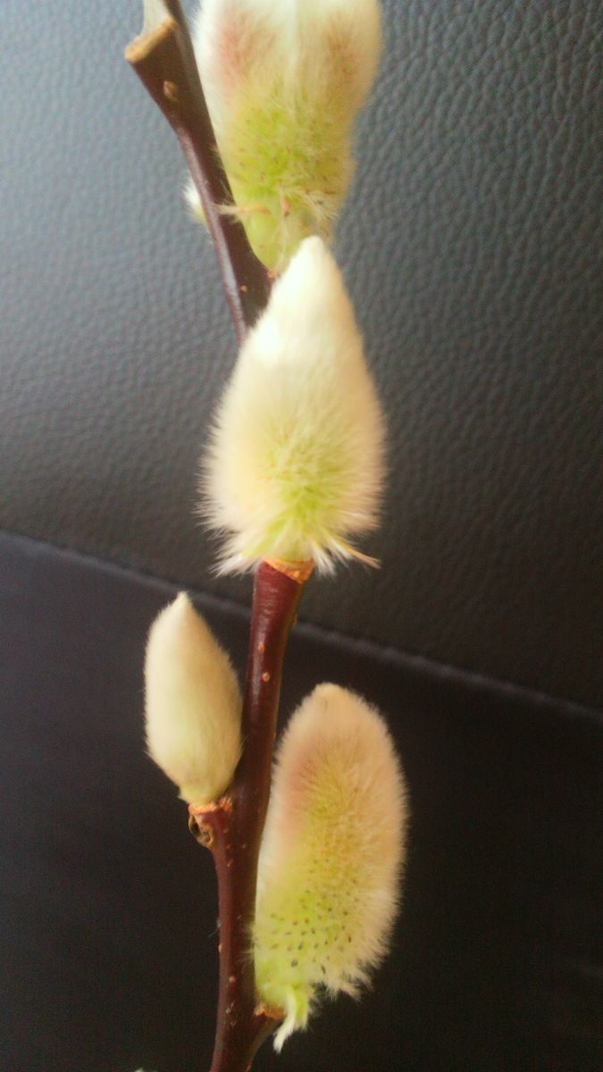 ネコヤナギの花 雄しべが出れば雄花で、雌しべが出れば雌花と教えて頂きました。 艶々